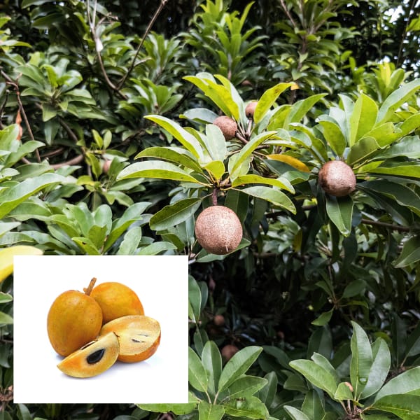 Kalapatti Sapota / Chikoo ( Sapodilla ) Grafted Fruit Plant