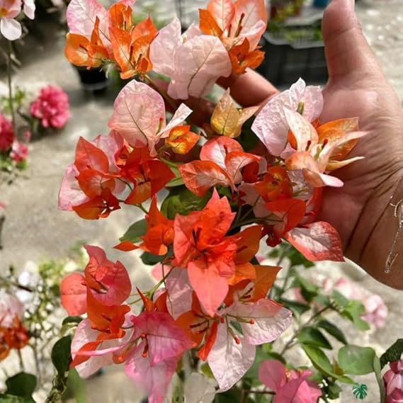 Top Rare Maharani Bougainvillea Flower Plant