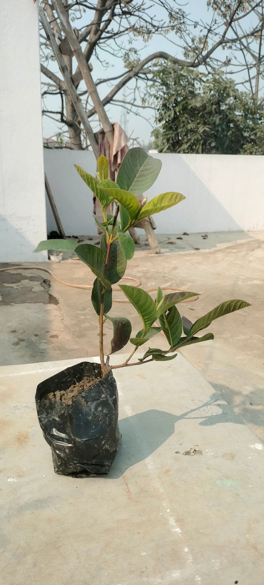 Hajipur Small Guava (Chhota Amrud) Tree Fruit Plant