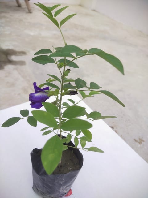 Aparajita (Butterfly Pea) Flower Plant