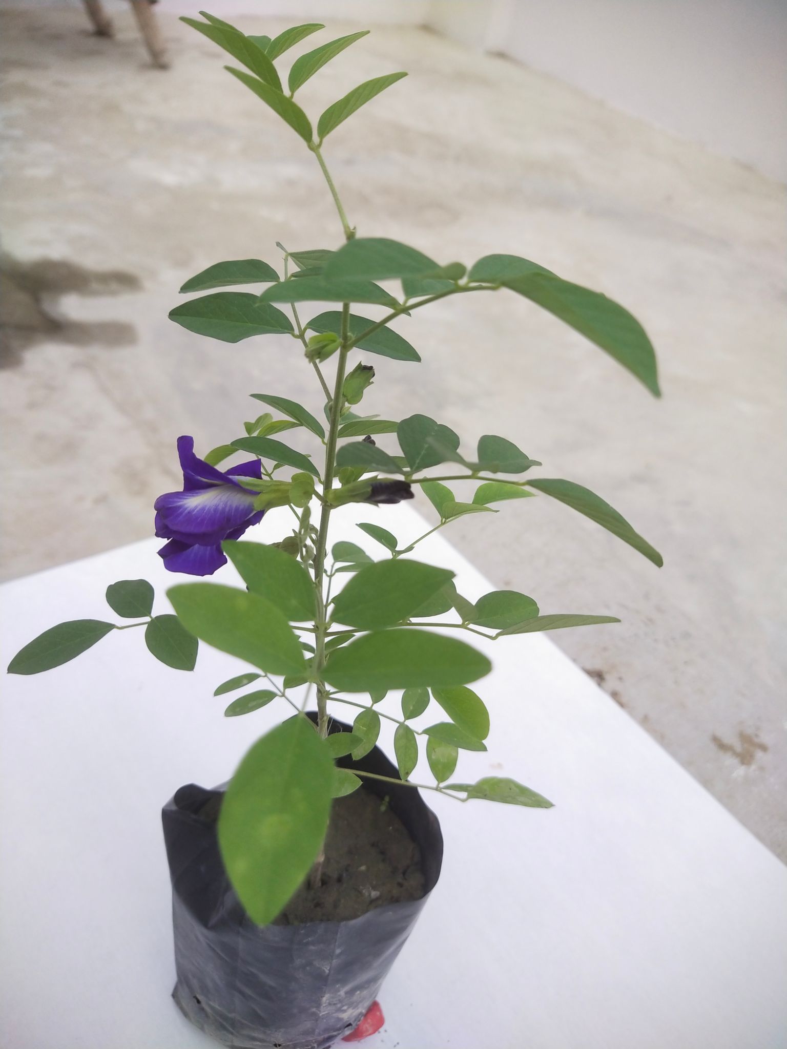 Aparajita (Butterfly Pea) Flower Plant
