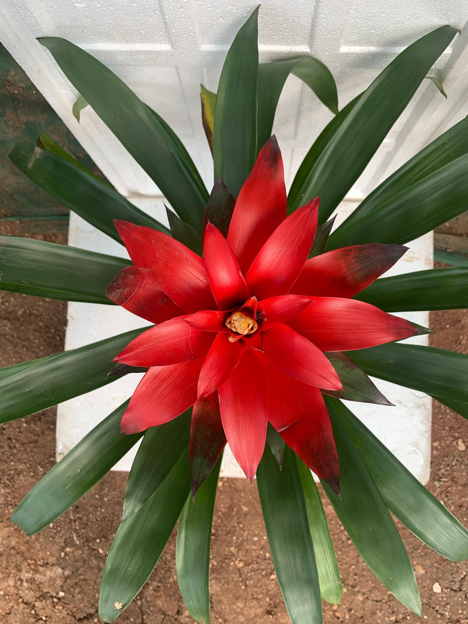 Guzmania Red Plant - Indoor Flowering Plant