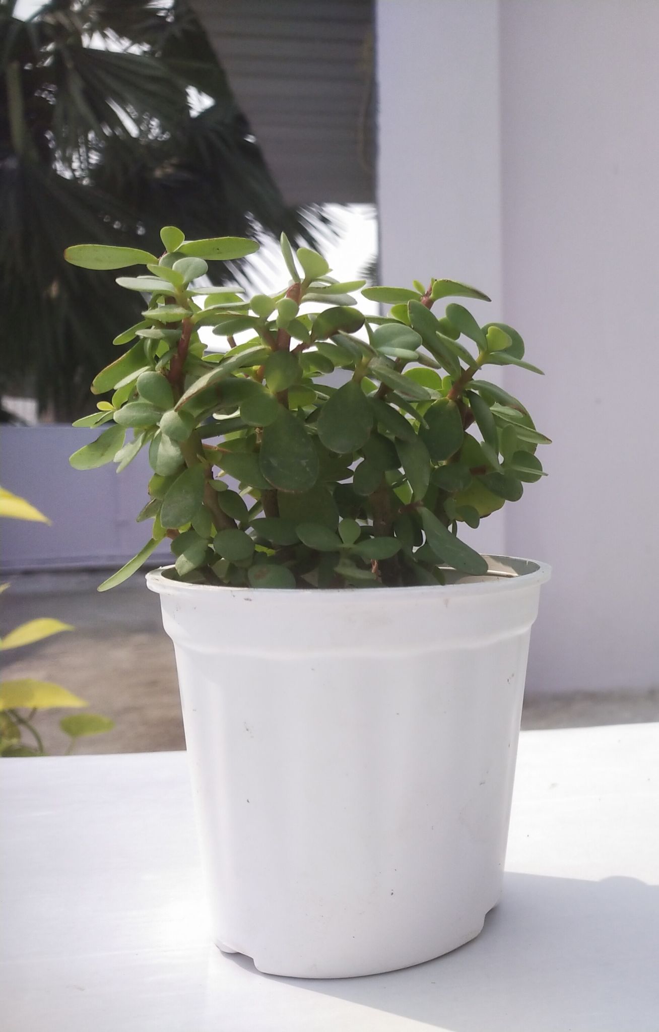 Jade Plant (Crassula ovata) | Succulent