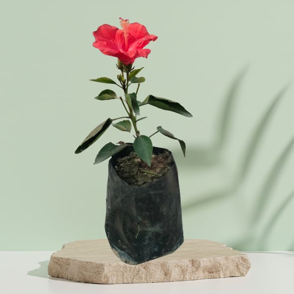 Red Hibiscus (Arhul) Grafted Flower Plant