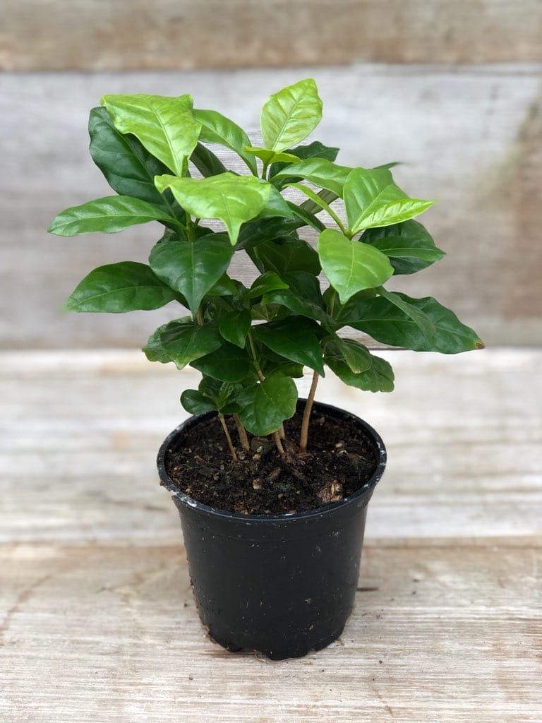 Healthy Coffee Plant