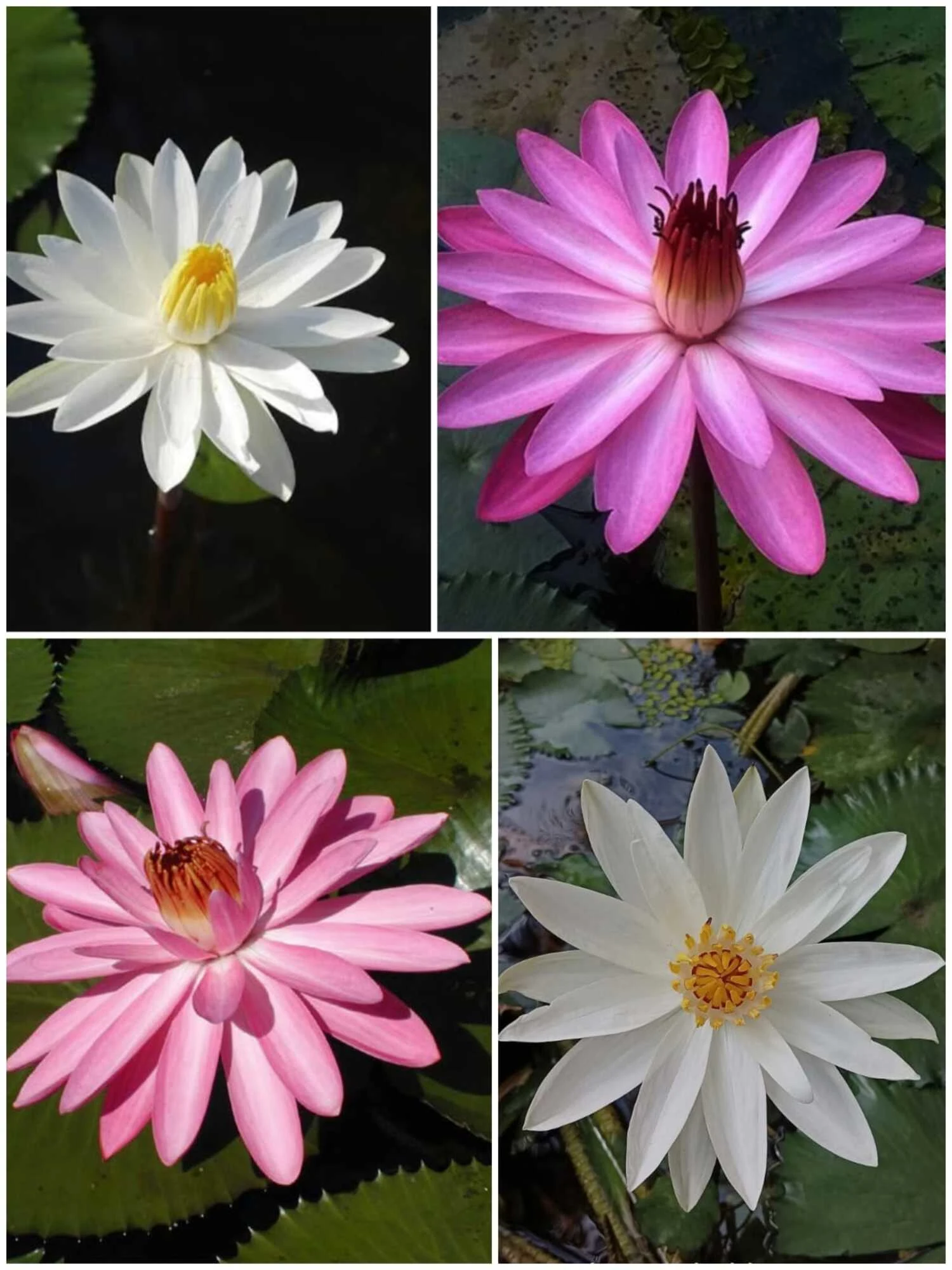 Night Blooming Water Lily - Pink & White Combo