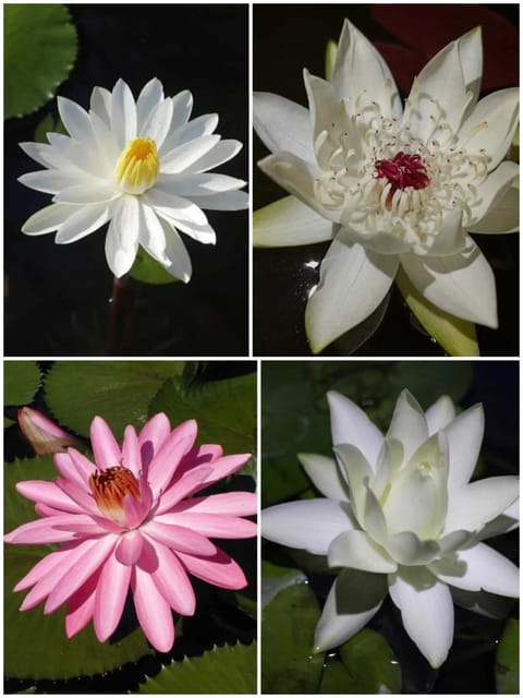 Night Blooming Water Lily Primlarp, Missouri, Prolifera & Peru Puerto Maldonado Combo