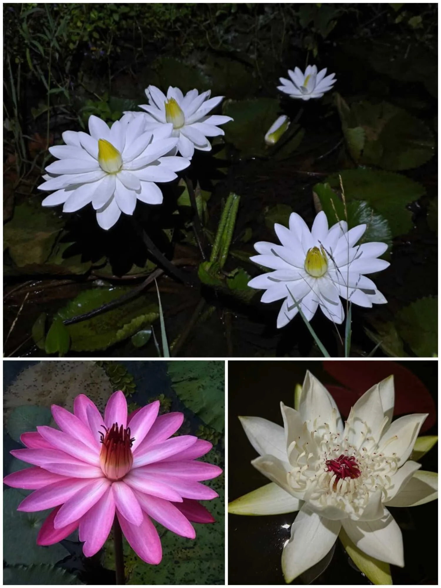 Night Blooming Water Lily - Pink, White & Peru Puerto Maldonado Combo