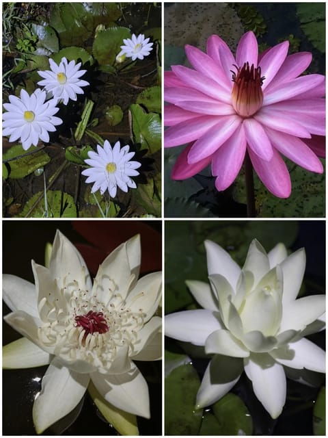 Night Blooming Water Lily - Pink, White, Peru Puerto Maldonado & Prolifera Combo