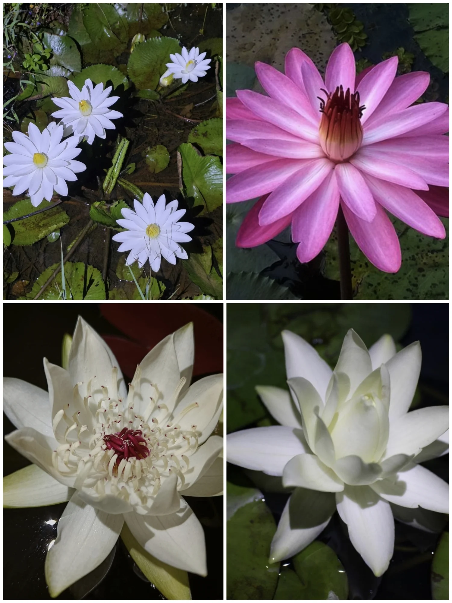Night Blooming Water Lily - Pink, White, Peru Puerto Maldonado & Prolifera Combo