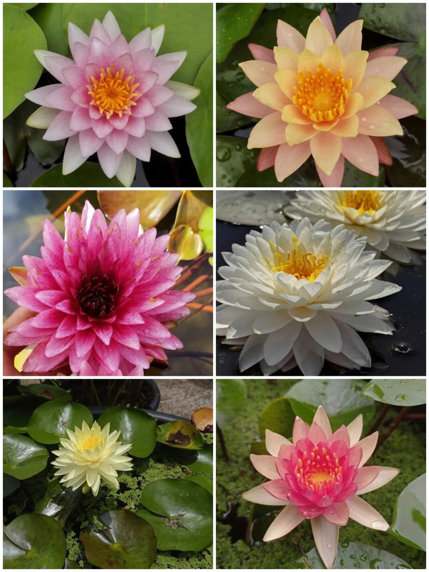 Hardy Water Lily 5 Plant Combo