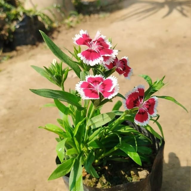 Dianthus Plant Dark Pink & White Plant