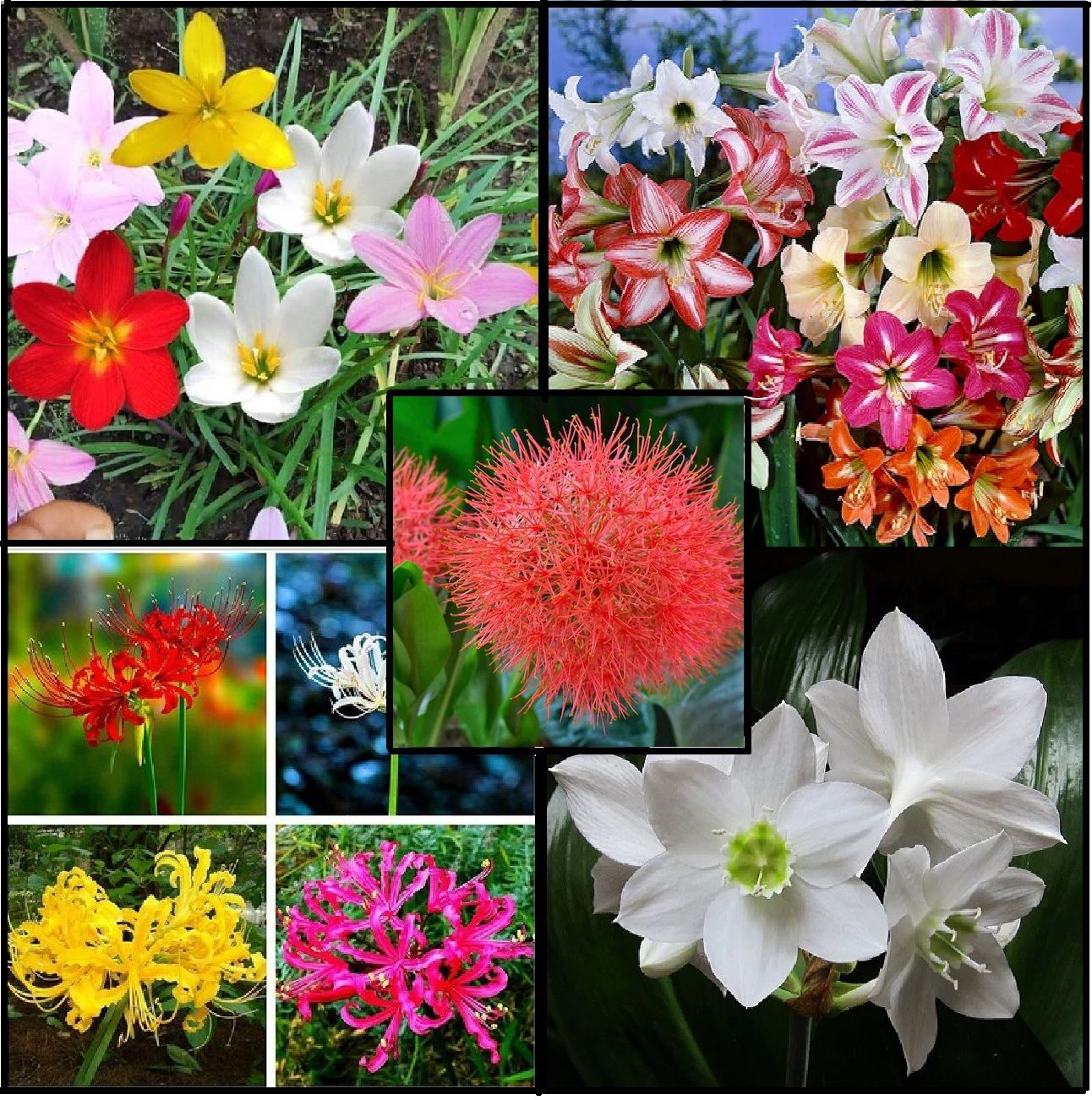 Premium Summer Flower Mix Bulbs | 10 Bulbs | Assorted Color