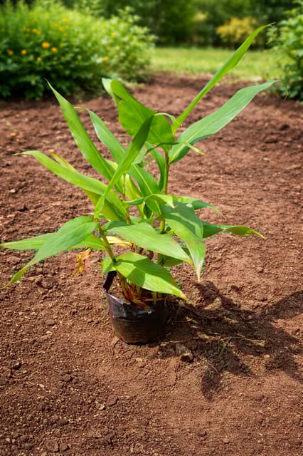Sontakka Ayurvedic Herb Plant