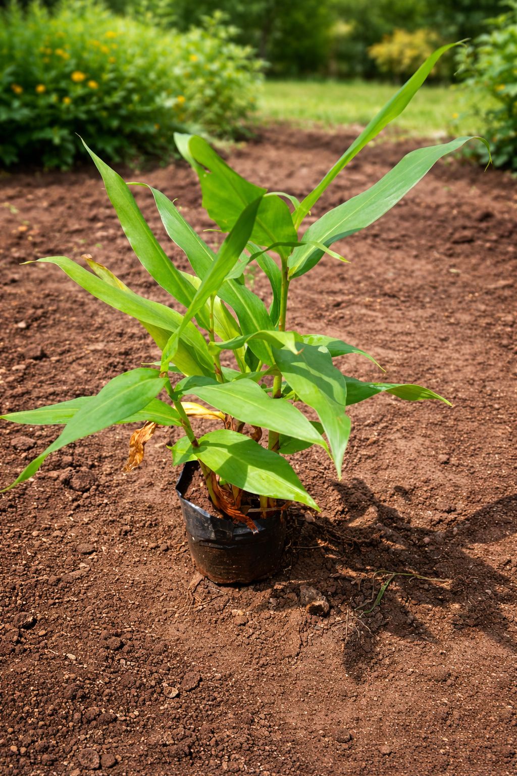 Sontakka Ayurvedic Herb Plant