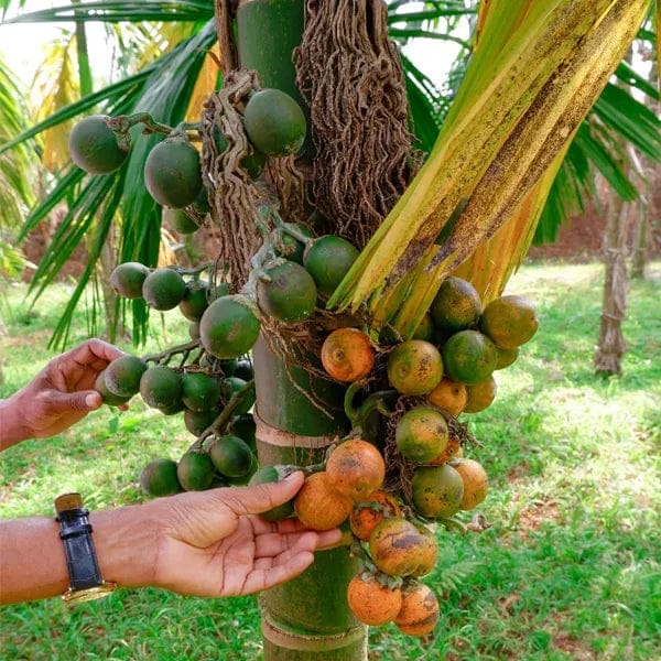 Mohitnagar-Arecanut/Betel Nut/ Supari Plant