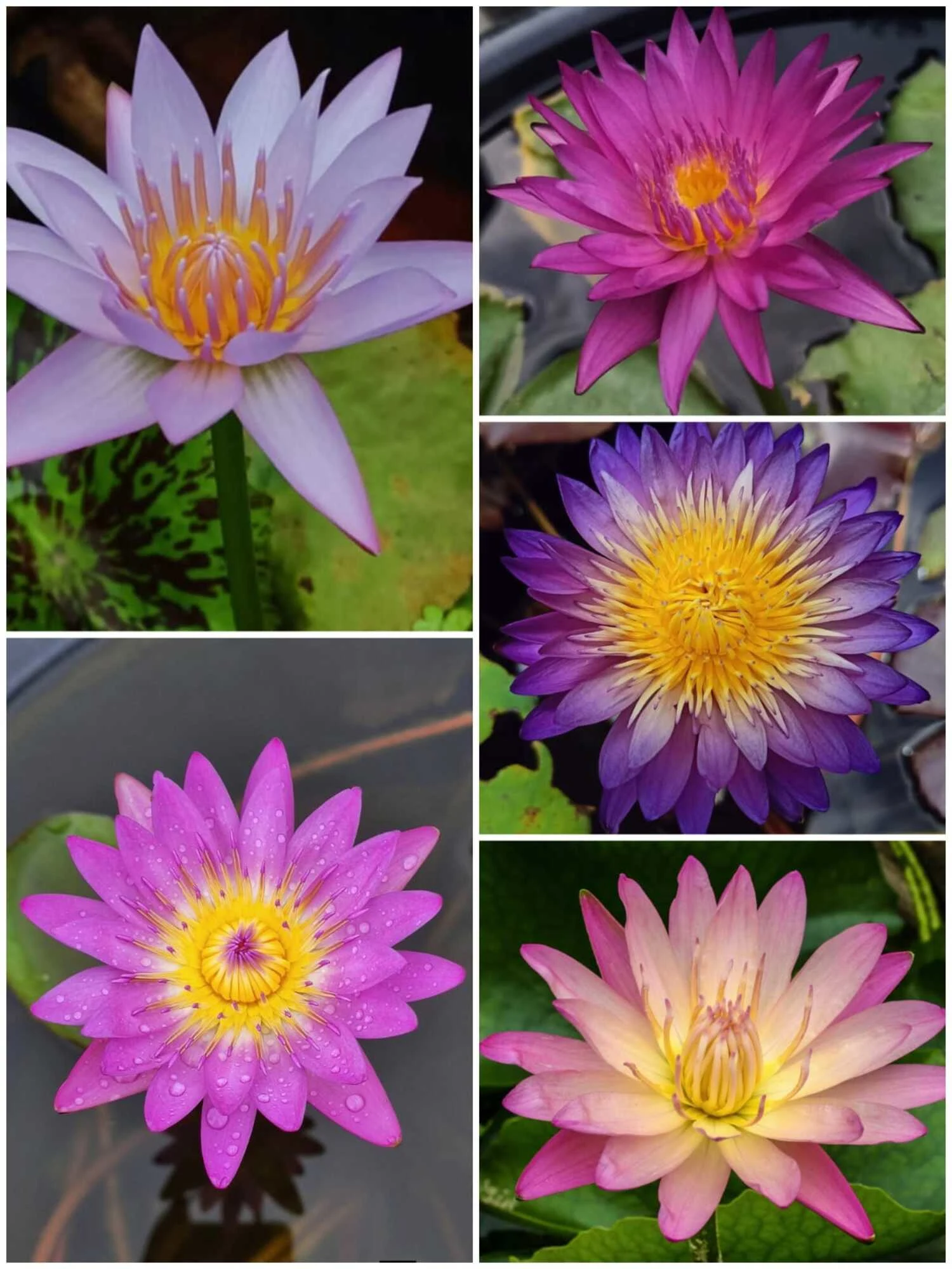 Tropical Water Lily 3 Plant Combo
