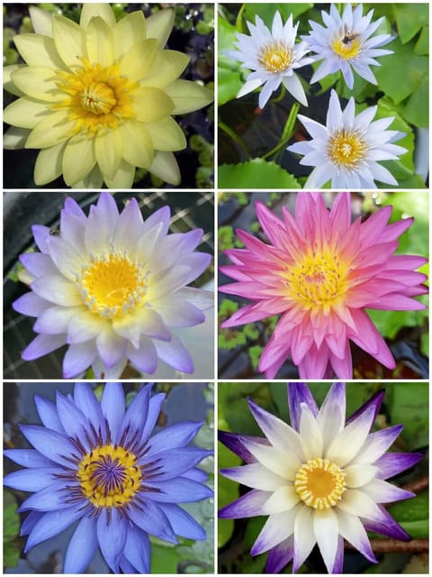 Tropical Water Lily 5 Plant Combo
