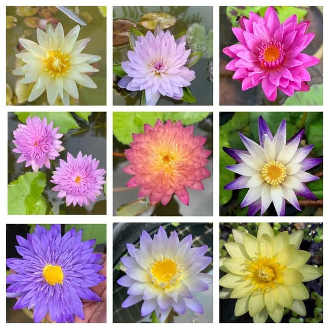 Tropical Water Lily 10 Plant Combo