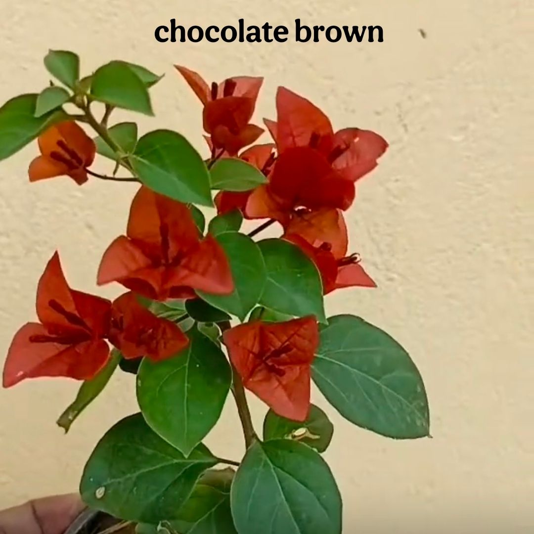 Chocolate Brown Rooted Bougainvillea Plant (Pack of 1)