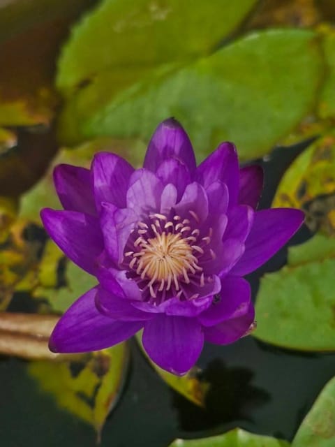 Australian Water Lily Atrans x Gigantea 2 Plant Combo