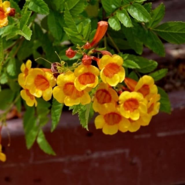 Yellow Tecoma Hybrid Plant For Garden