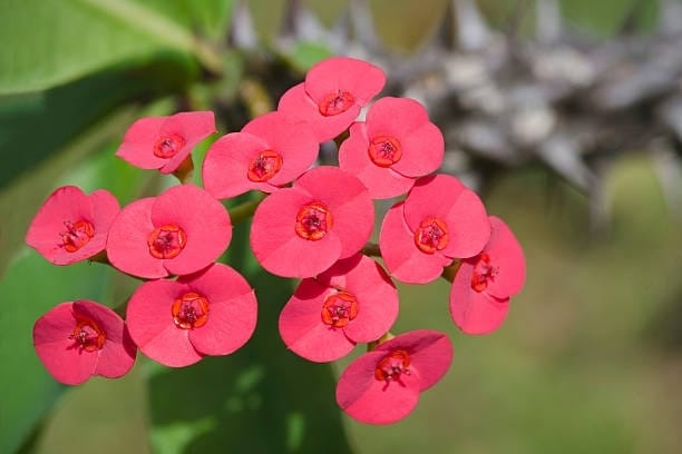 Euphorbia Plant (Hybrid, Pack Of 1)