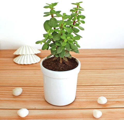 Jade Plant (Hybrid, Pack Of 1)