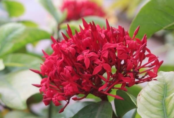 Ixora Singaporensis Red Flowering Plant (Hybrid, Pack Of 1)