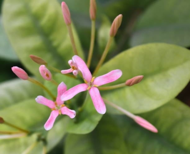 Ixora Mini Pink Flowering Plant (Hybrid, Pack Of 1)