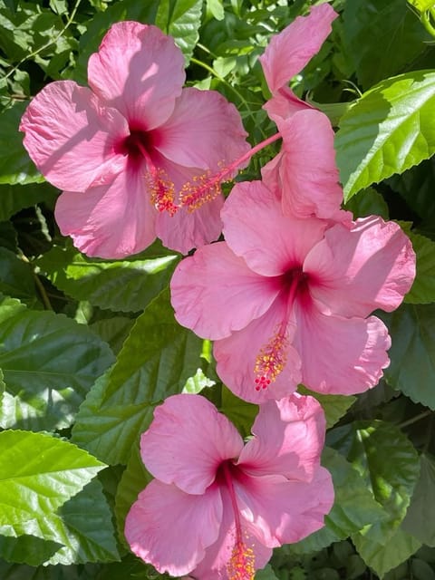 Australian Hibiscus Plant For Your Home And Garden Area