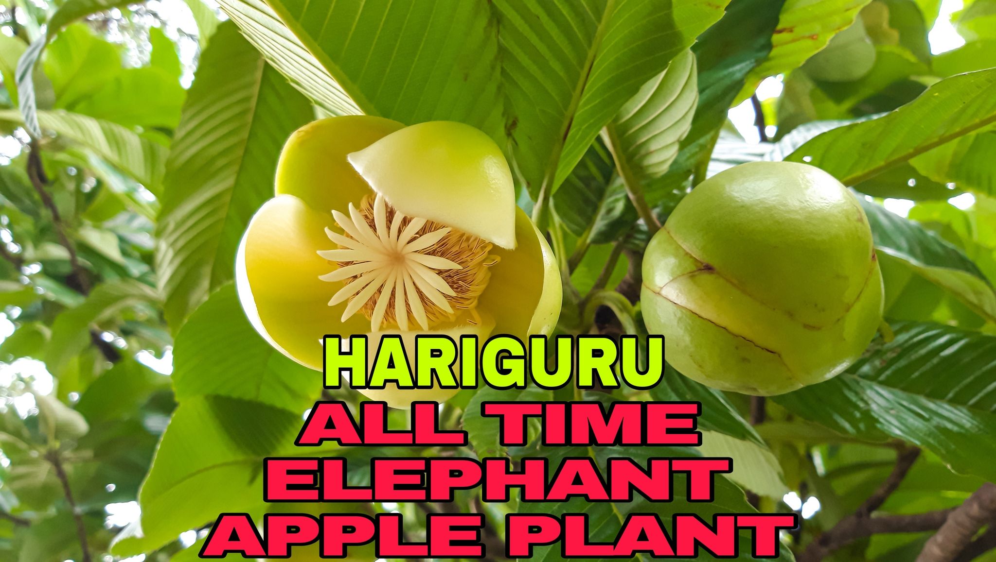 Elephant Creeper Plant (Hybrid, Pack Of 1)