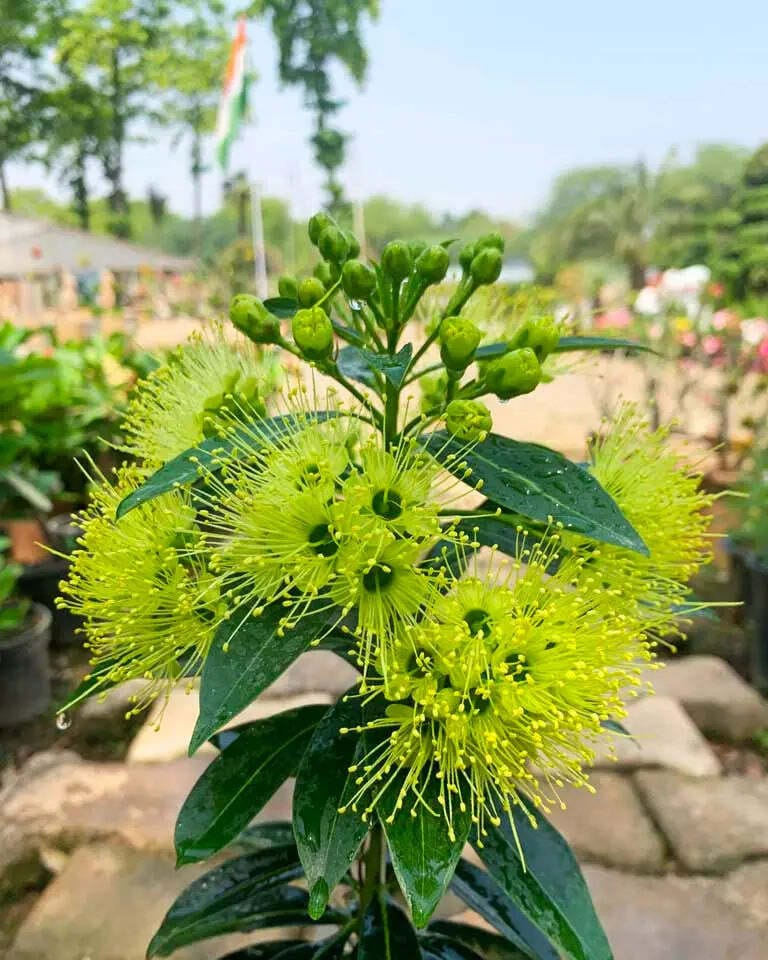 First Love Red Flower Plant (Hybrid, Pack Of 1)