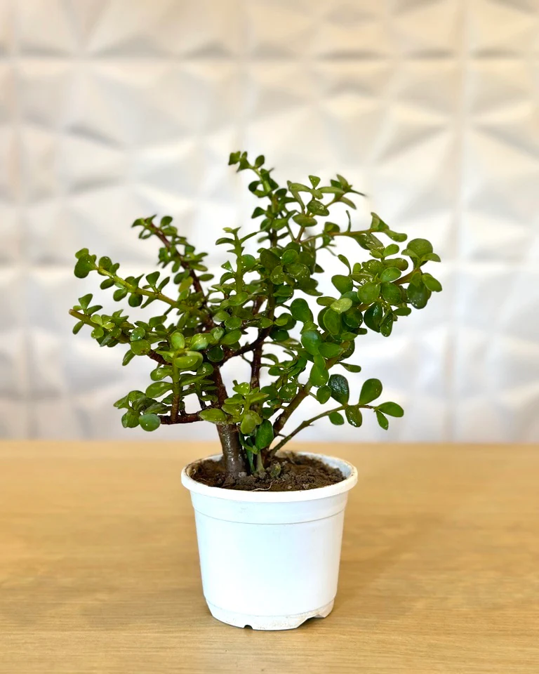 Hybrid Jade Plant For Your Home And Garden Area