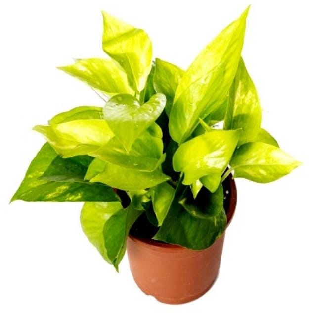 Golden Money Plant (Hybrid, Pack Of 13)