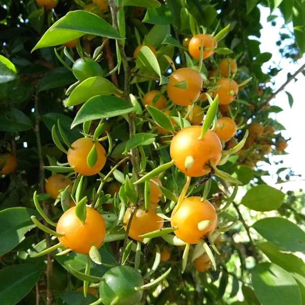 Lemon Vine Plant For Your Home And Garden Area