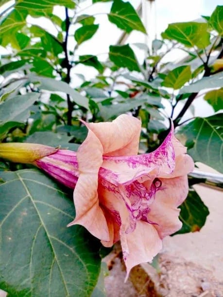 Dracaena Plant (Hybrid, Pack Of 1)