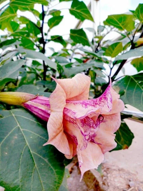 Dracaena Plant (Hybrid, Pack Of 1)