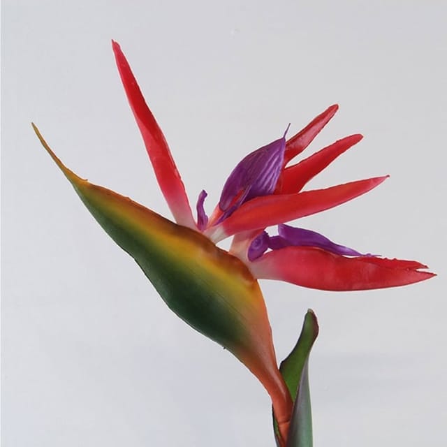 Bird of Paradise Plant | For Home Garden