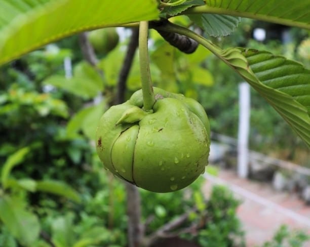 Elephant Apple Plant (Hybrid, Pack Of 1)