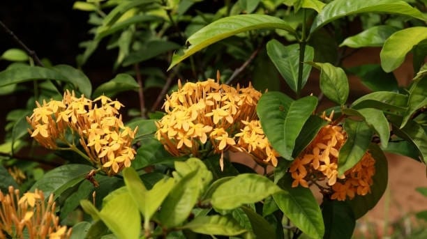 Ixora Mini Pink Flowering Plant (Hybrid, Pack Of 1)