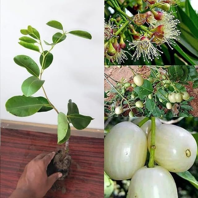 Jamun Plant (Hybrid, Pack Of 1)