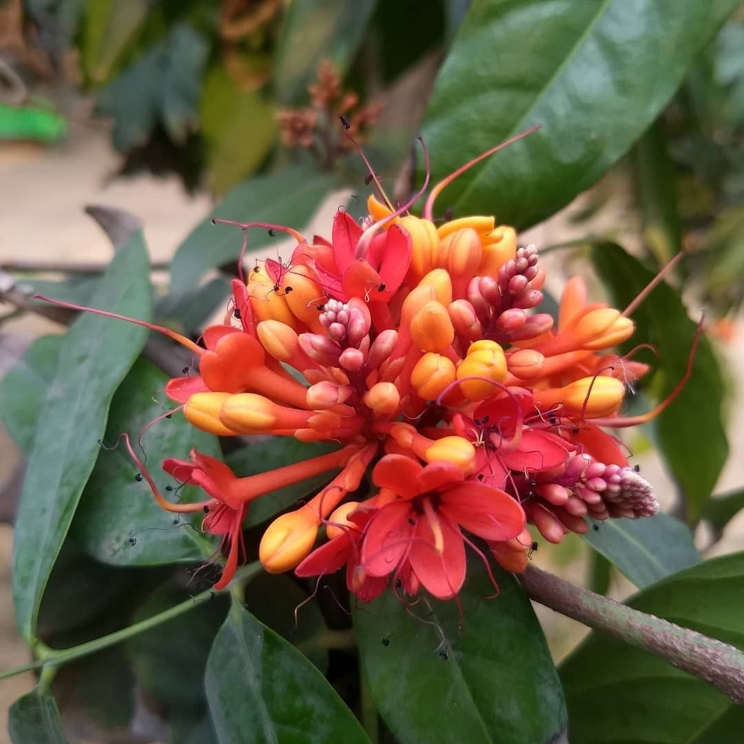 Ashok Plant (Hybrid, Pack Of 1)