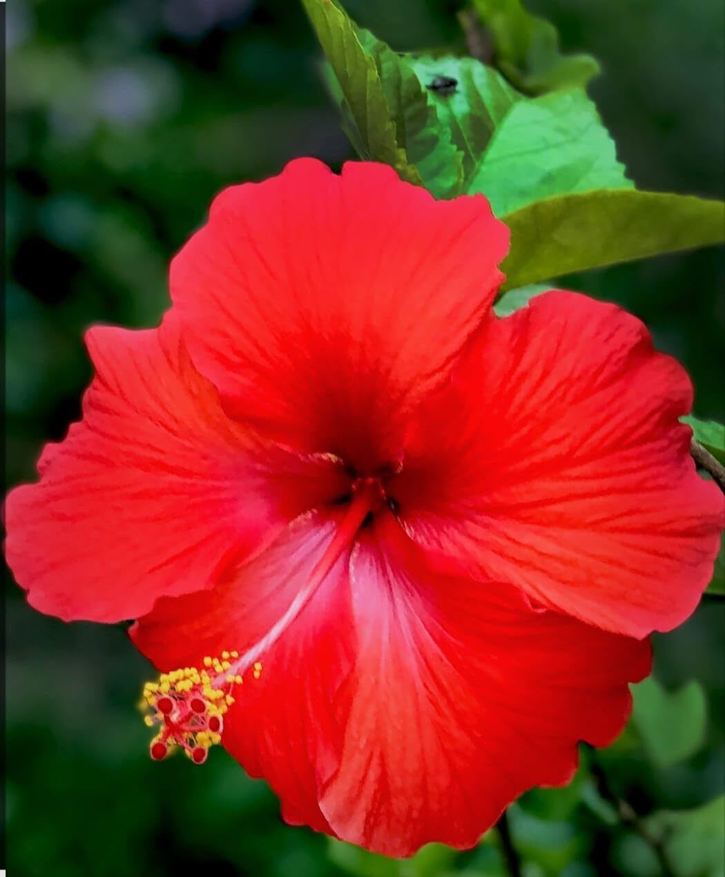 Hibiscus Plant (Hybrid, Pack Of 1)