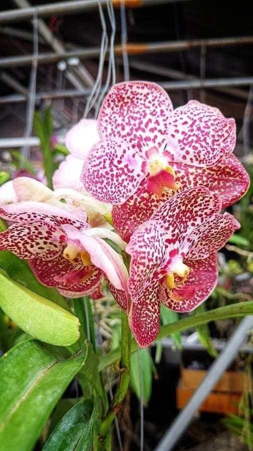 Pink Vanda Orchid Hybrid Plant