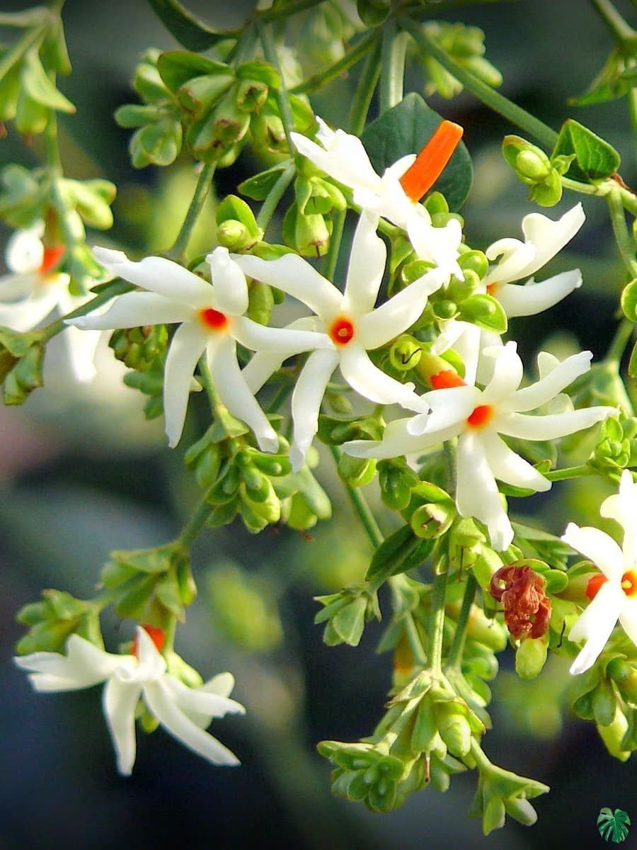 Night Bloom Jasmine Plant (Hybrid, Pack Of 1)