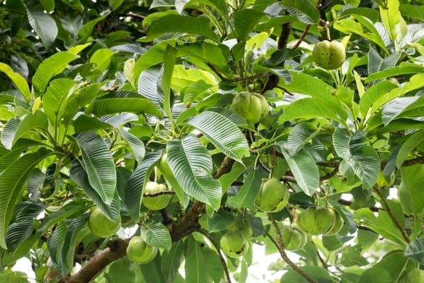 Elephant Apple Plant (Hybrid, Pack Of 1)