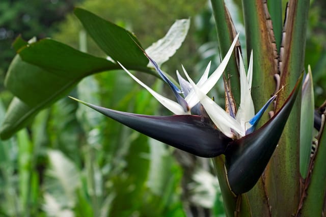 Bird Of Paradise Plant