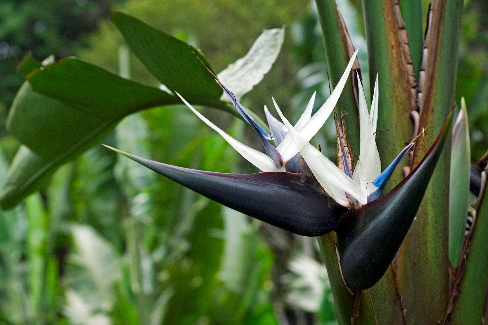 Bird Of Paradise Plant
