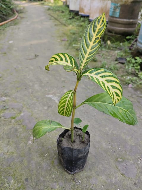 Zebra Haworthia Plant (Hybrid, Pack Of 1)